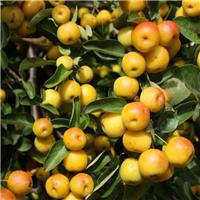 Malus Butterball - Crabapple Tree