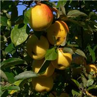 Malus 'Super' - Crabapple Tree - Circa 2m Tall