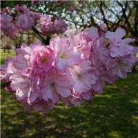 Prunus Beni Yutaka - Cherry Blossom Tree - Circa 180-200cm Tall
