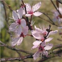 Prunus cerasifera 'Nigra' - Black Cherry Plum - Blossom Tree - 220-250cm Tall