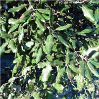 Quercus ilex - Holm Oak Tree - Circa 2m Tall