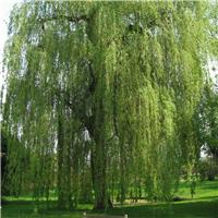 Salix Alba 'Tristis' - White Willow Tree - Circa 180-200cm Tall