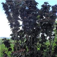 Sambucus nigra 'Black Tower Eiffel' - Columnar Elderberry Tree - Circa 2m Tall
