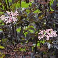 Sambucus Nigra Porphyrophylla 'Black Beauty' Gerda - Elderberry Tree - Circa 2m Tall