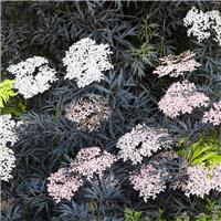 Sambucus Nigra Porphyrophylla 'Black Lace' Eva - Black Elder Tree - Circa 150-180cm Tall