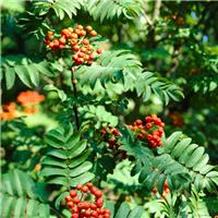 Sorbus Aucuparia - Rowan Tree - Circa 220-250cm Tall