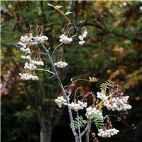 Sorbus Cashmiriana - Kashmir Rowan Tree - Circa 2m Tall