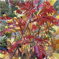 Sorbus 'Joseph Rock' - Mountain Ash Tree - Circa 240-280cm Tall