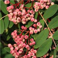 Sorbus Pseudohupehensis 'Pink Pagoda' - Hupeh Rowan Tree - Circa 2m Tall