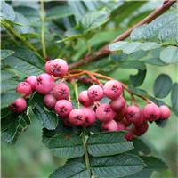 Sorbus Pseudovilmorinii - Rowan Tree - Circa 2m Tall