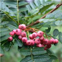 Sorbus vilmorinii 'Pink Charm' - Vilmorin's Rowan Tree - Circa 2m Tall