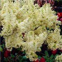 Syringa Vulgaris 'Primrose' - Yellow Flowering Lilac Tree - Circa 140-160cm Tall