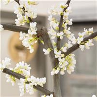 Cercis canadensis Vanilla Twist - circa 180-200cm tall