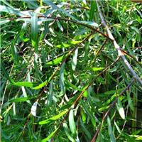Salix purpurea 'Pendula'