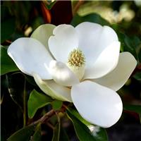 Magnolia grandiflora Little Gem - Compact Evergreen Magnolia - Bull Bay
