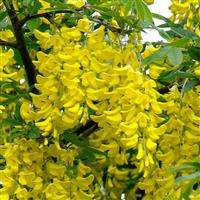 Laburnum x watereri 'Vossii' - Voss' laburnum 100- 120cm Heavy Grade Golden Rain Tree