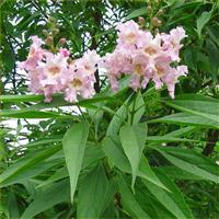 Chitalpa tashkentensis Summer Bells - Desert Willow