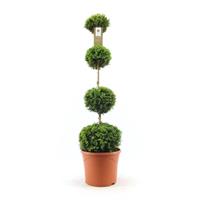 Quatro Ball Buxus Topiary - Large Specimen Plant
