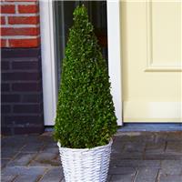 Premium Quality Topiary Buxus PYRAMID - circa 80cm
