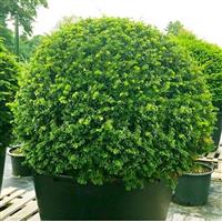 English Yew Topiary Ball - Taxus baccata - Medium