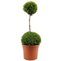 Duo Ball Buxus Topiary - Specimen Plant