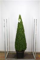 Contemporary Topiary Box Pyramid - Premium Quality Topiary Buxus - XXXL 170-190cm