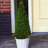 Premium Quality Topiary Buxus PYRAMID - circa 100-120cm