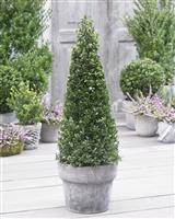 Topiary Ilex Crenata 'Dark Green' 70-80cm Pyramid