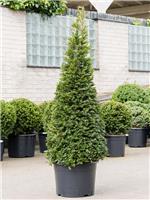 English Yew Topiary Pyramid - Taxus baccata - 80-100cm