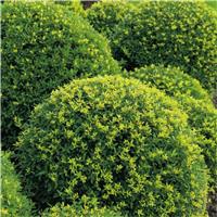 Topiary Ball - Ilex crenata - Dark Green Box leaved Japanese Holly Ball - EXTRA LARGE