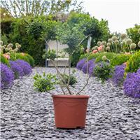 Ilex crenata - Topiary Pom Pom Cloud Tree - circa 80cm