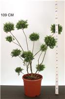 Ilex crenata - Topiary Pom Pom Cloud Tree - circa 100-120cm