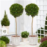 Pair of Large Topiary Evergreen Buxus Lollipop Standard Trees - Stylish Contemporary Box Ball Lollipop Trees - circa 140cm