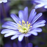 Anemone blanda Blue Shades - In Bud & Bloom