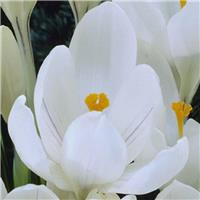Crocus White
