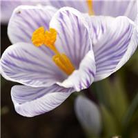 Crocus Pickwick