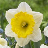 Narcissus Ice Follies - Daffodil