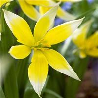 Tulipa tarda - Species Tulips