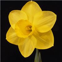 Narcissus Sabrosa - Daffodil
