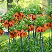 Fritillaria imperialis rubra Aurora - Crown Imperial Fritillary