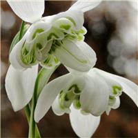 Rare Double Flowered Snowdrops - Galanthus nivalis Flore Pleno (var hippolyta)