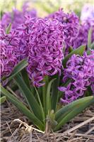 Purple Hyacinths 'In the Green'