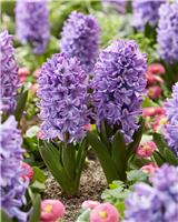 Hyacinths orientalis Violet Star in Bud