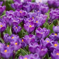 Crocus Flower Record - In Bud & Bloom
