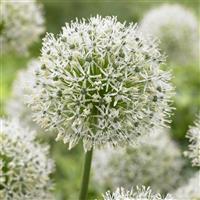 Allium stipitatum Mount Everest