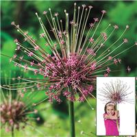 Allium schubertii - Giant Sparkler Firework Allium