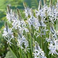Camassia Cisuckii
