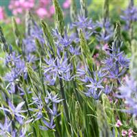 Camassia Leichtlinii Caerulea