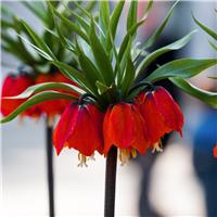 Fritillaria imperialis Rubra - Red Crown Imperial Fritillary - In Bud & Bloom