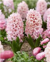 Hyacinths Apricot Passion in Bud